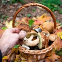  Mushroom Identification Walk & Talk thumbnail