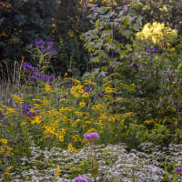 Restoration to Garden: Plants and Wildlife thumbnail