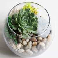 Succulent Planting Workshop thumbnail