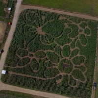 Sunflower Maze at Ward's Berry Farm thumbnail
