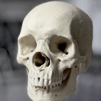 Sculpting The Skull thumbnail