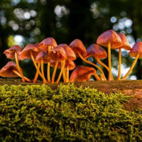 Fungal Foundations: Mushrooms in NE Ecosystems thumbnail
