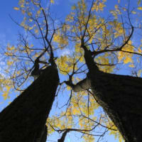 Autumn Colors, Landscapes & Foliage thumbnail