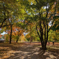 Forest Bathing in the Arnold Arboretum thumbnail