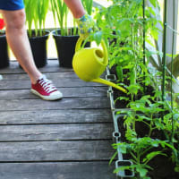 Plan Your Fall Garden thumbnail