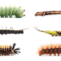 The Caterpillar Lab at Discovery Museum thumbnail
