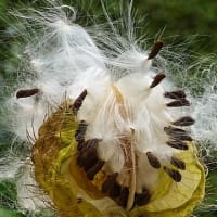 Celebrate Take a Child Outside Week! Seed Investigation at Discovery Museum thumbnail