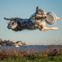 Flying High Dogs: An Evening with Presidential Pets thumbnail