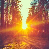 Fall Equinox Forest Therapy thumbnail