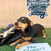 Park-9 Puppies in the Outfield Adoption Event thumbnail