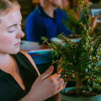 Bonsai Workshop at Lord Hobo Brewing Co. - Woburn thumbnail