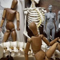 Anatomy of the Head and Neck: 4-Week Class thumbnail