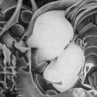 Materials Lab Workshop: Inspired by Nature—Imaginative Drawing, with Erica Beade thumbnail