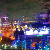 Night Lights: Dazzling Gardens thumbnail