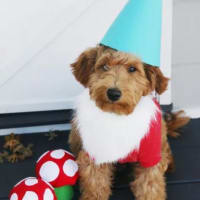 Dog Halloween Costume Contest at deCordova! thumbnail