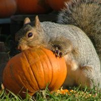 Pumpkins, Pumpkins, Pumpkins! thumbnail