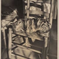 Gallery Talk: Feline Felicity as Early American Modernism thumbnail