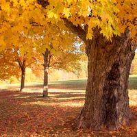 Fall Forest Bathing @ the Arnold Arboretum thumbnail