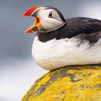 Birding Iceland, Land of Midnight Sun — Grímsey & Flatey Islands thumbnail