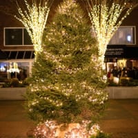 Charles Hotel Annual Tree Lighting Event! thumbnail