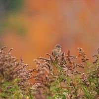Art and Nature: Seeds thumbnail