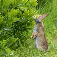 Rabbits! Rabbits! Rabbits! thumbnail