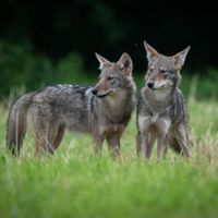 Wildlife in the City: Coyotes thumbnail