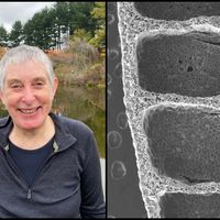 Built to Withstand: How Plants Resist Wind and Weight thumbnail