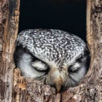 Birds at Rest thumbnail