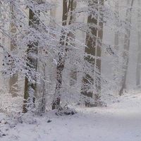 Winter Solstice Celebration thumbnail