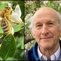 Flower Visitors at the Arboretum: Can Honeybees and Native Pollinators Co-Exist? thumbnail