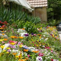 Belgian Florists Showcase thumbnail