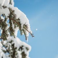 Nature and Wellness: Making Soap thumbnail