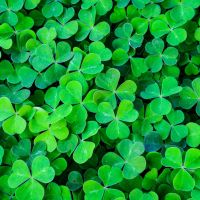 St. Patrick's Day Shamrockin' Supper – Adult Cooking Class thumbnail