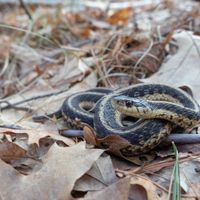 Early Explorers: Reptiles of the BNC thumbnail