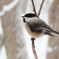 A Nature Year at Boston Nature Center Wildlife Sanctuary: Winter (3 Months) thumbnail