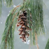 Nature and Wellness: Making Candles with Local Plants thumbnail