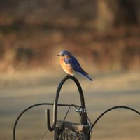 Winter Birds and Bird Feeders thumbnail