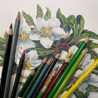 Drawing Basics: Fantastic Flowers in Pen & Ink thumbnail