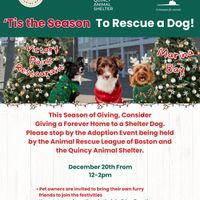 Animal Rescue League of Boston and Quincy Animal Shelter  To Host Dog Adoption Event at Victory Point  thumbnail