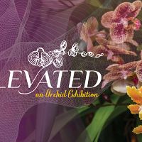 Elevated, An Orchid Exhibition at New England Botanic Garden thumbnail