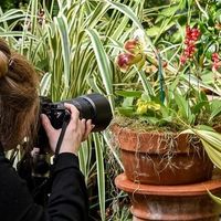 Photographing Orchids: Up-Close at New England Botanic Garden & Personal thumbnail