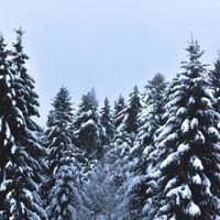 New Year's Forest Therapy thumbnail