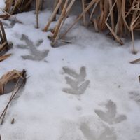 Winter Animal Tracking thumbnail