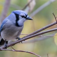 Cambridge Neighborhood Bird Walk thumbnail