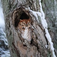 The Secret Life of Urban Owls thumbnail