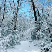 Secrets of the Winter Woods – Guided Hike at Rocky Woods thumbnail