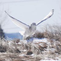 Winter Wildlife Cruise thumbnail