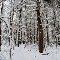 Winter Wild Edibles and Tea thumbnail