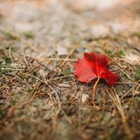 Nature and Wellness: Foraging and Crafting Natural Immune Remedies thumbnail